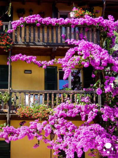limone-sul-garda-vicoli-e-facciate-delle-case-ricoperte-di-bouganville-berightback limone-sul-garda-vicoli-e-facciate-delle-case-ricoperte-di-bouganville-berightback