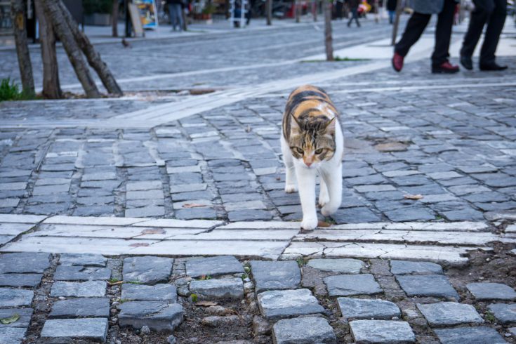 Atene gatto fermata metro Acropoli grecia