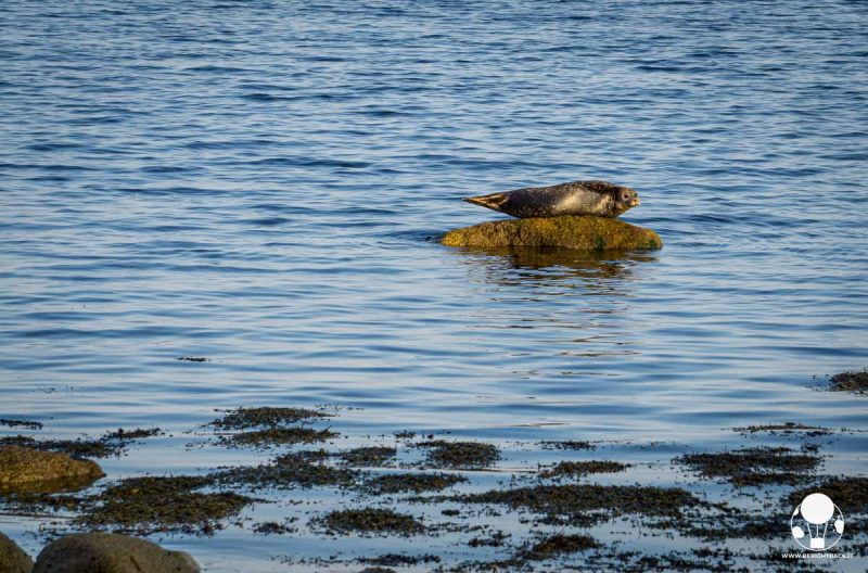 isola-arran-foca-al-sole-su-scoglio-brodick-bay-berightback