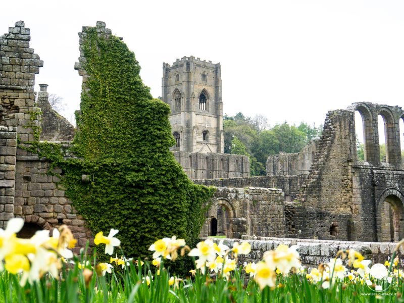 abbazia fountains unesco narcisi in fiore yorkshire rovine abbazia fountains