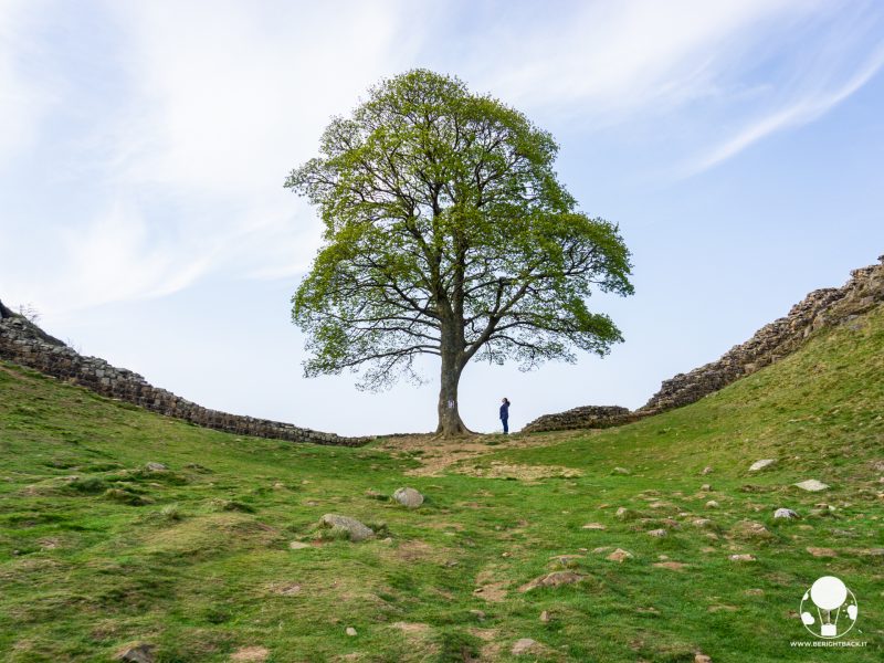 vallo di adriano sycamore gap albero albero robin hood kevin kostner sycamore gap